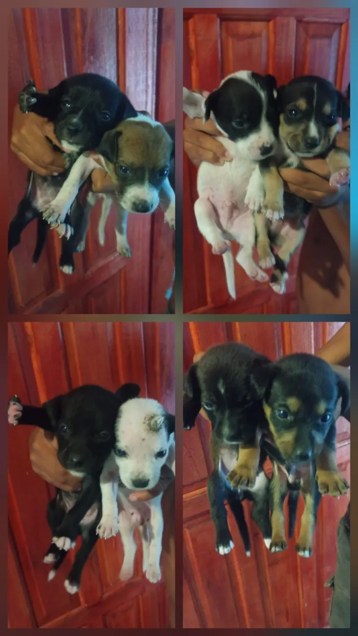 Cachorro raça SRD-ViraLata idade 2 a 6 meses nome sem nomes