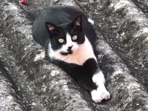 Gato raça SRD-ViraLata idade 2 a 6 meses nome Leona
