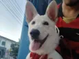 RADIJA