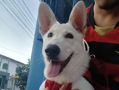 Cachorro raça Pastor Alemão idade 2 a 6 meses nome RADIJA