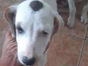 Cachorro raça SRD-ViraLata idade 2 a 6 meses nome sem nome ainda