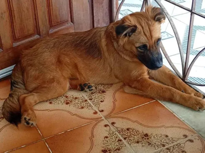 Cachorro raça SRD-ViraLata idade 2 a 6 meses nome kikrs