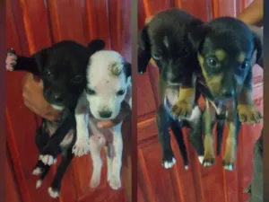 Cachorro raça SRD-ViraLata idade 2 a 6 meses nome sem nomes