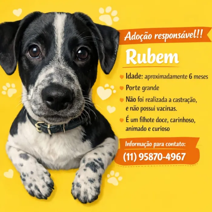 Cachorro raça SRD-ViraLata idade 7 a 11 meses nome Rubem 