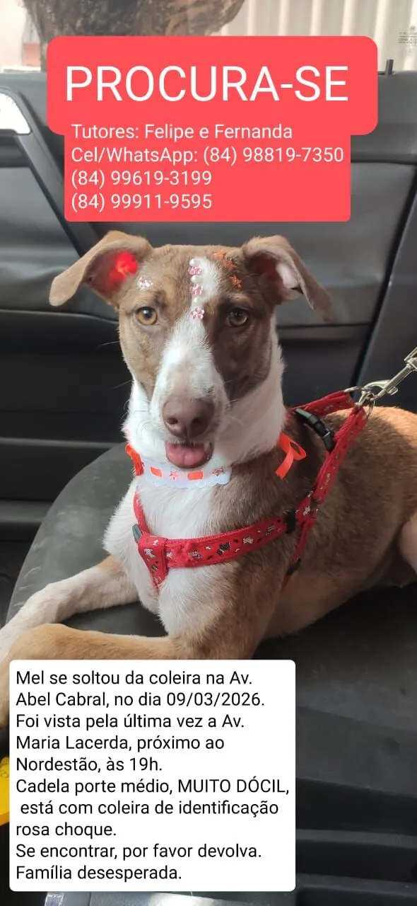 Cachorro raça SRD-ViraLata idade 1 ano nome Mel