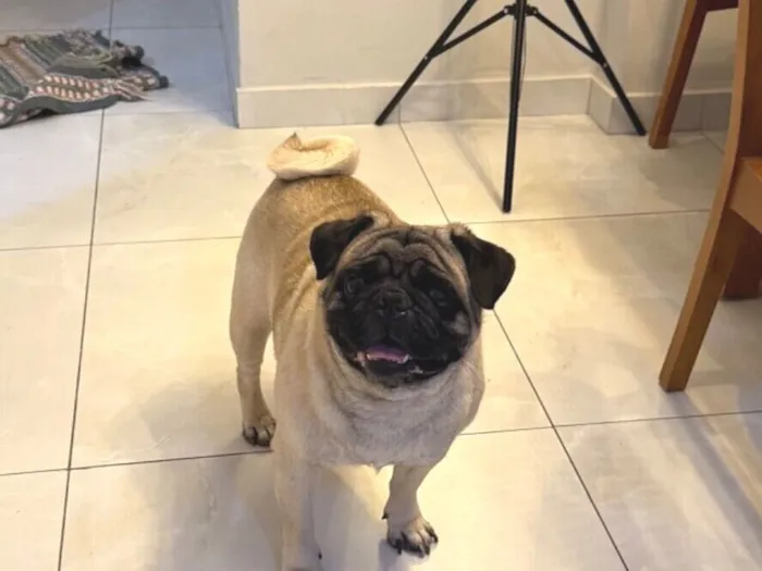 Cachorro raça Pug idade 4 anos nome Fredy