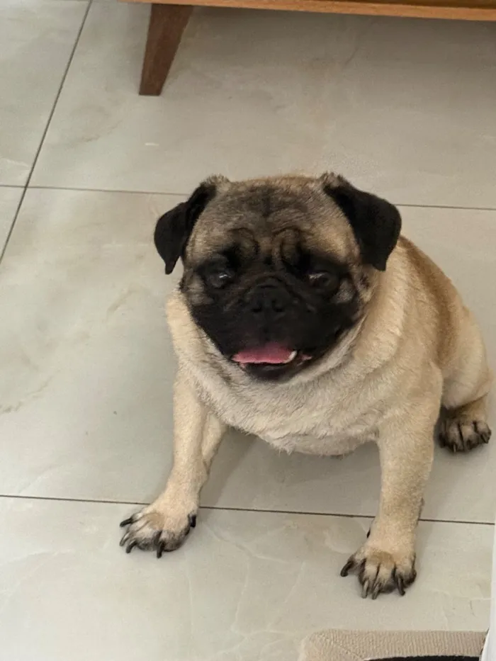 Cachorro raça Pug idade 4 anos nome Fredy