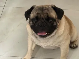 Cachorro raça Pug idade 4 anos nome Fredy