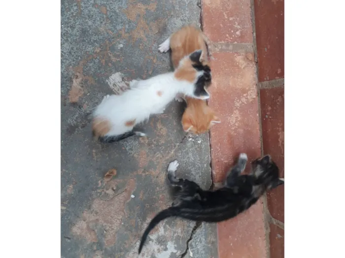 Gato raça Exótico idade Abaixo de 2 meses nome 3 Gatos Filhotes