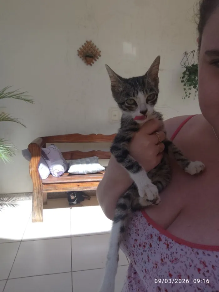 Gato raça SRD-ViraLata idade Abaixo de 2 meses nome Luizinho 