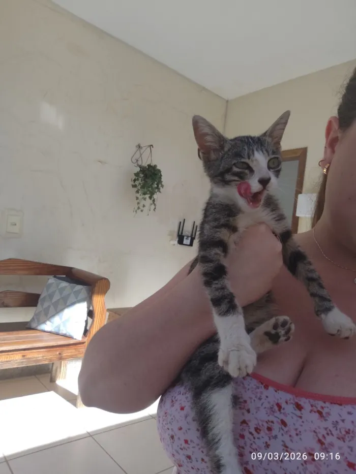 Gato raça SRD-ViraLata idade Abaixo de 2 meses nome Luizinho 