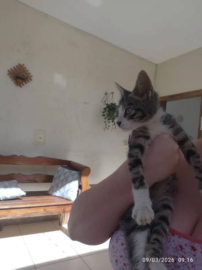 Gato raça SRD-ViraLata idade Abaixo de 2 meses nome Luizinho 