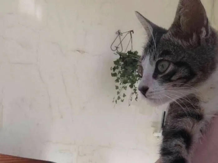 Gato raça SRD-ViraLata idade Abaixo de 2 meses nome Luizinho 