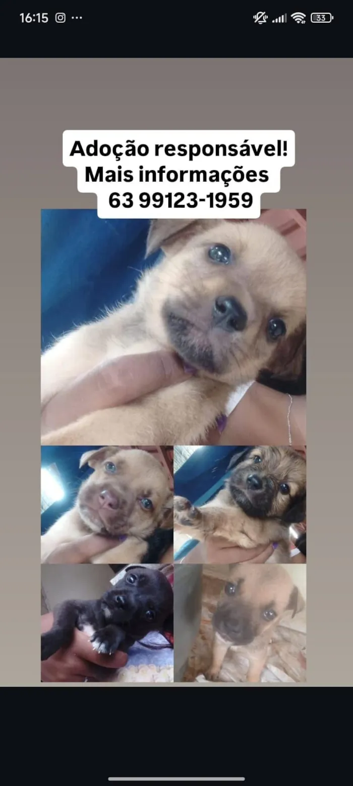 Cachorro raça SRD-ViraLata idade Abaixo de 2 meses nome Lucelena Moreno 