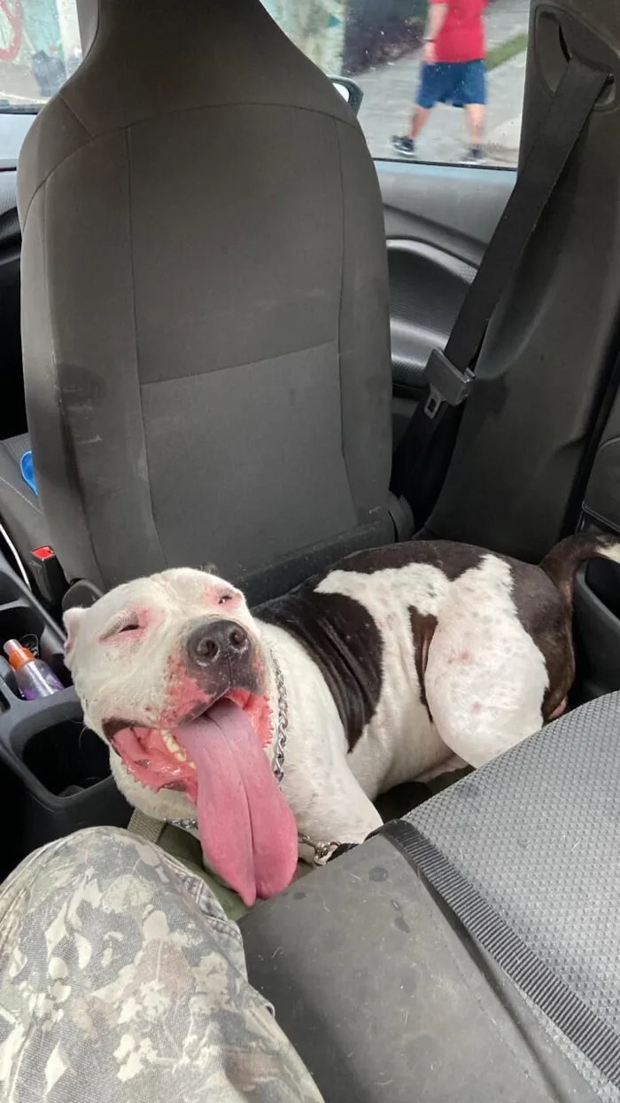 Cachorro raça Pit-Bull idade 2 anos nome Akin