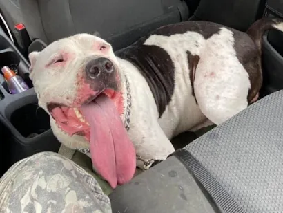 Cachorro raça Pit-Bull idade 2 anos nome Akin