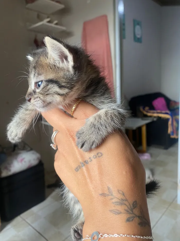Gato raça SRD-ViraLata idade Abaixo de 2 meses nome Filhotes