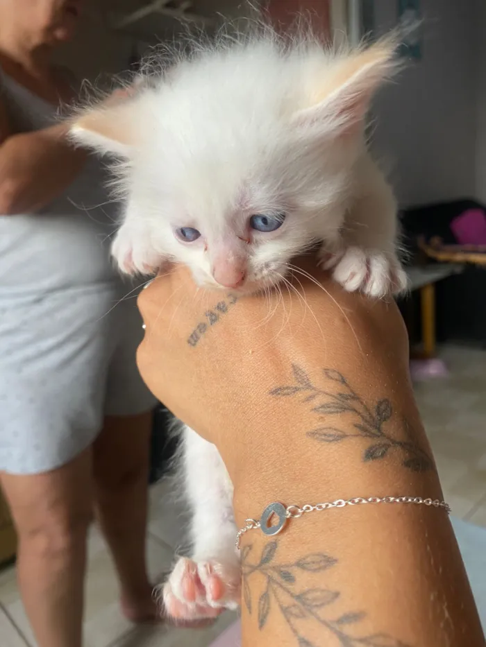 Gato raça SRD-ViraLata idade Abaixo de 2 meses nome Filhotes