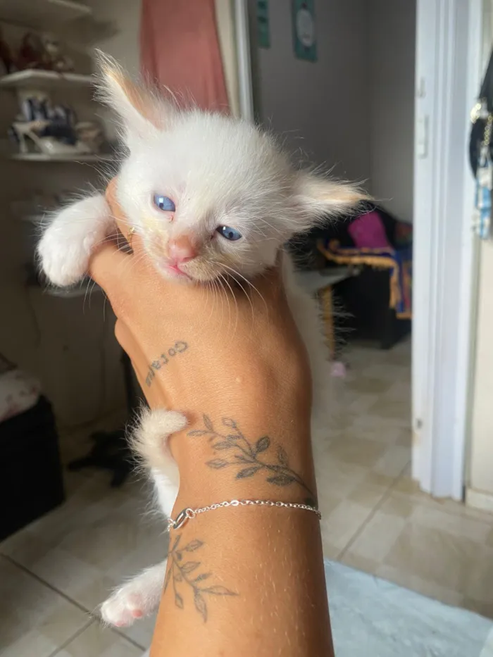 Gato raça SRD-ViraLata idade Abaixo de 2 meses nome Filhotes