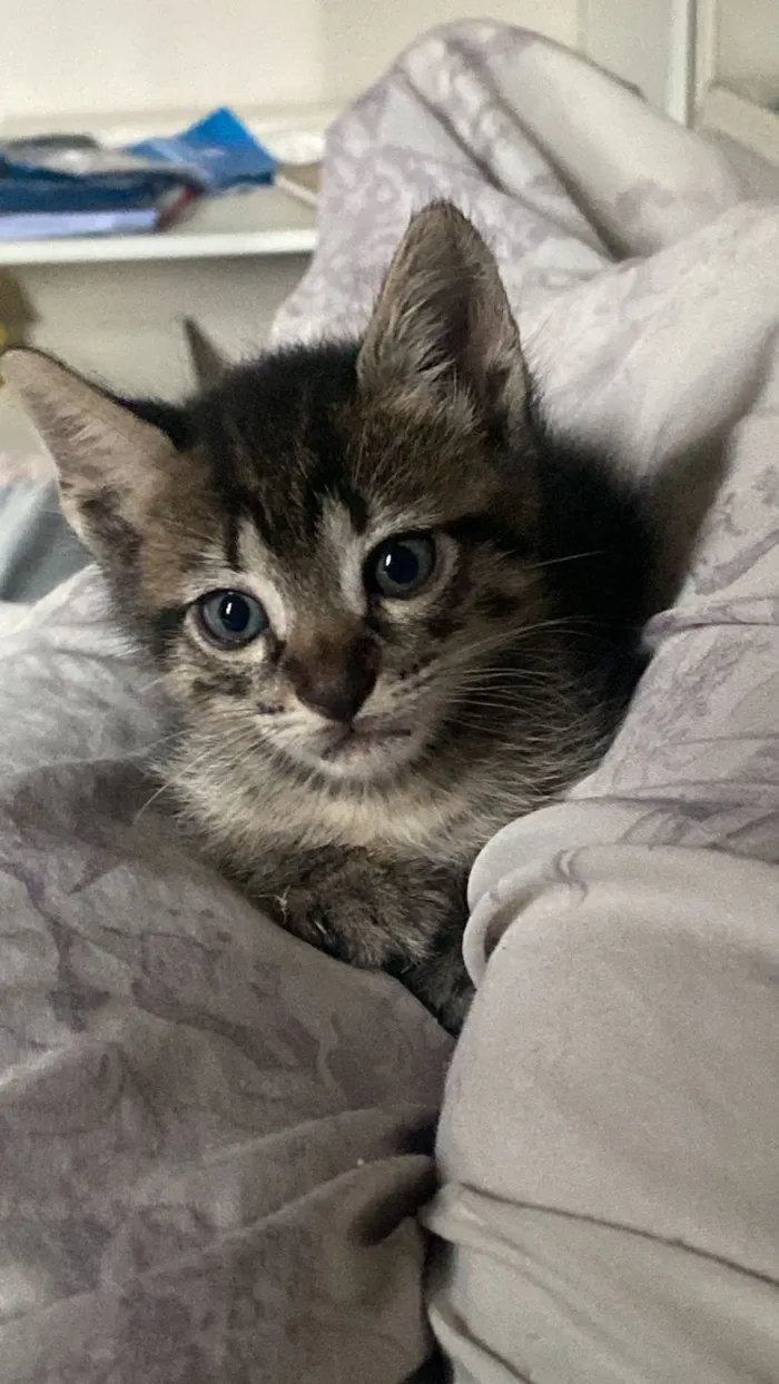 Gato raça SRD-ViraLata idade Abaixo de 2 meses nome Filhotes