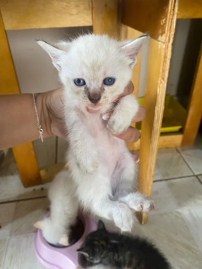 Gato raça SRD-ViraLata idade Abaixo de 2 meses nome Filhotes