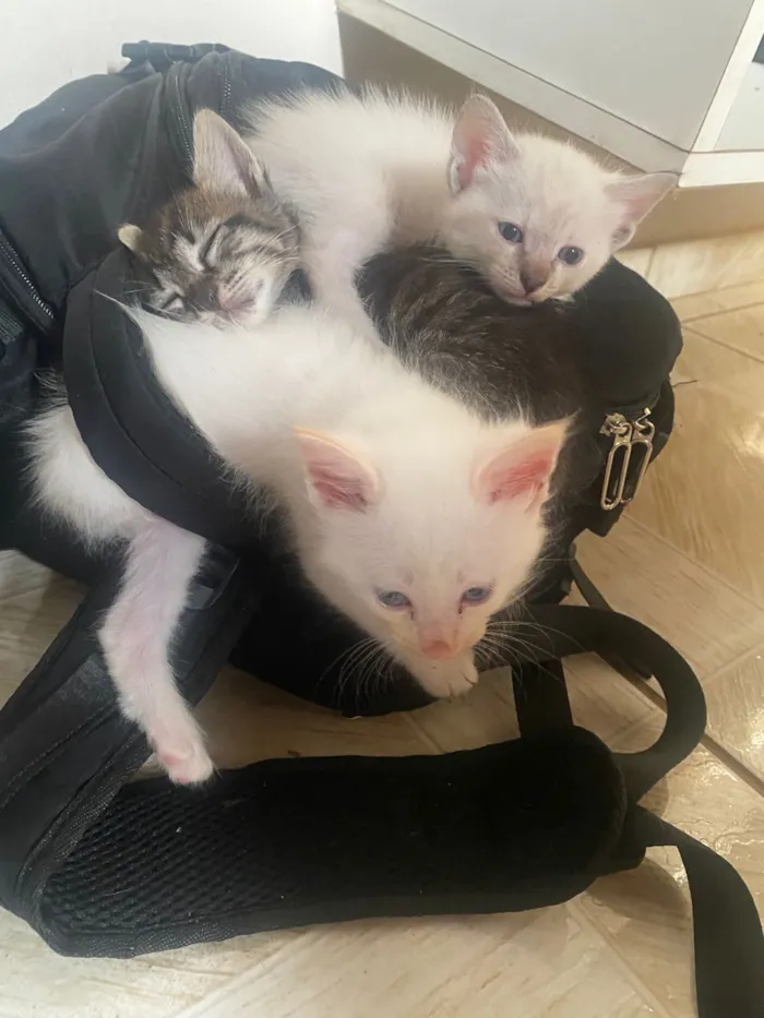 Gato raça SRD-ViraLata idade Abaixo de 2 meses nome Filhotes