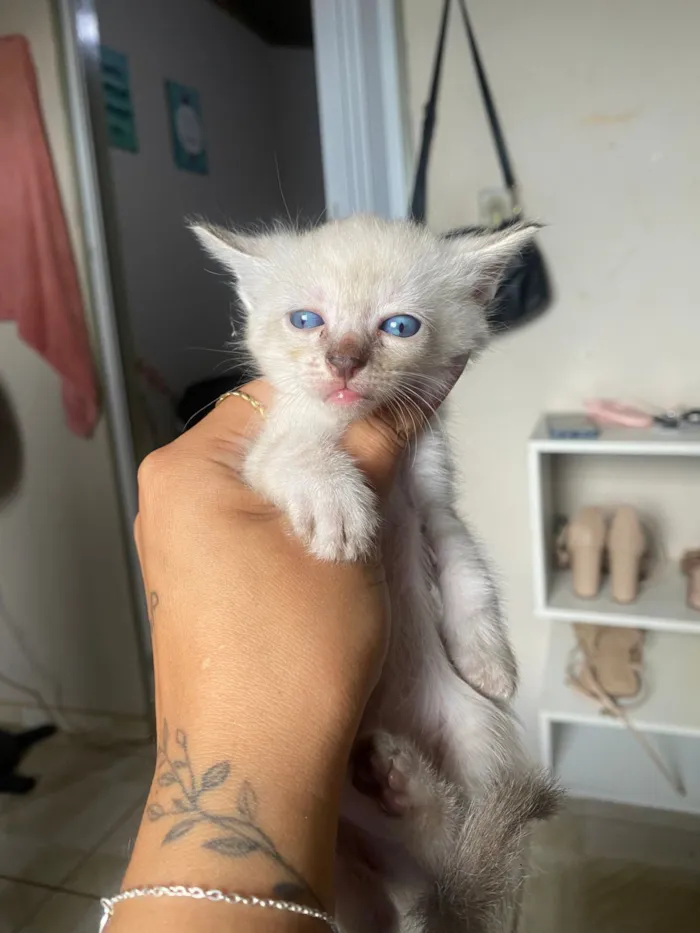 Gato raça SRD-ViraLata idade Abaixo de 2 meses nome Filhotes
