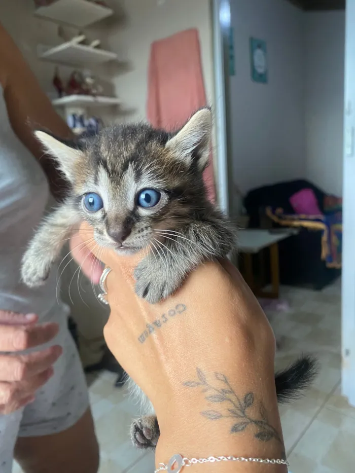 Gato raça SRD-ViraLata idade Abaixo de 2 meses nome Filhotes
