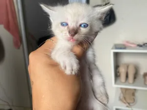 Gato raça SRD-ViraLata idade Abaixo de 2 meses nome Filhotes