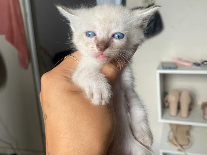 Gato raça SRD-ViraLata idade Abaixo de 2 meses nome Filhotes