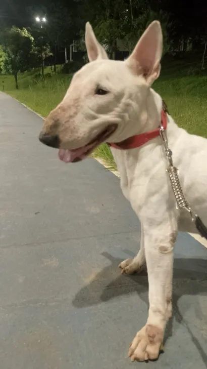 Cachorro raça Pit-Bull idade 1 ano nome branca