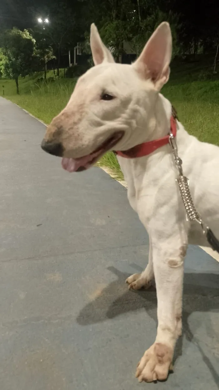 Cachorro raça Pit-Bull idade 1 ano nome branca