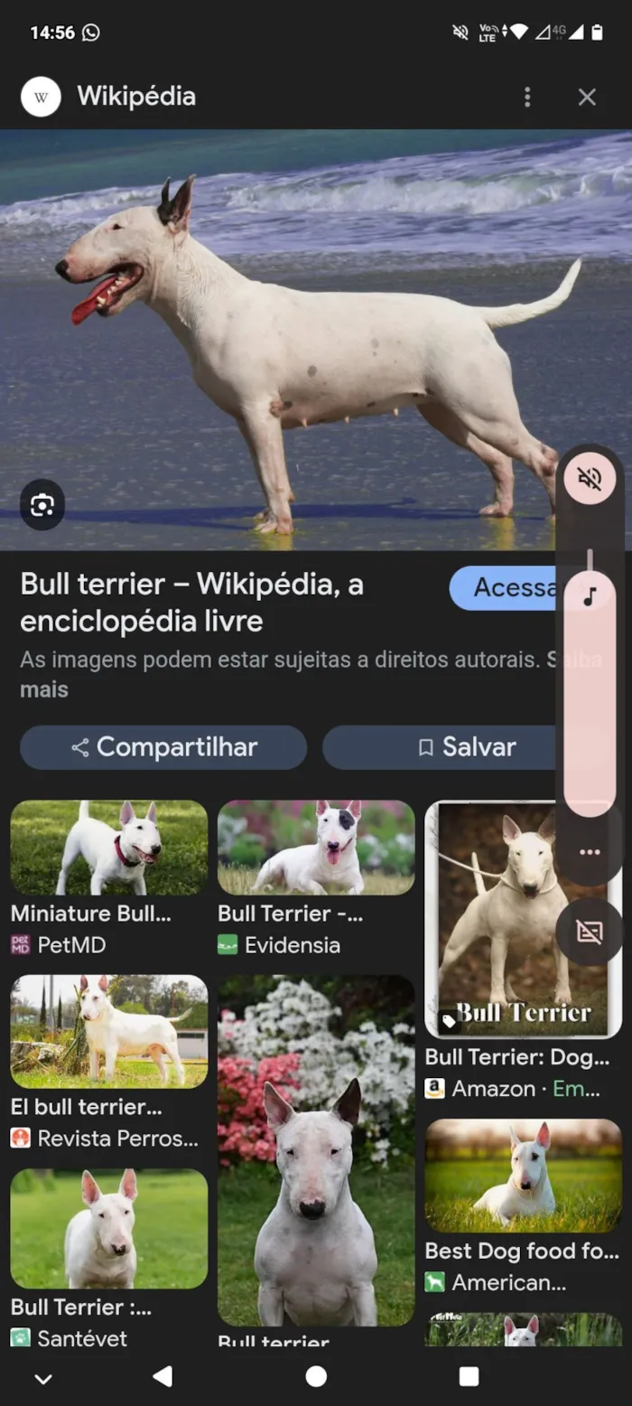 Cachorro raça Pit-Bull idade 1 ano nome branca
