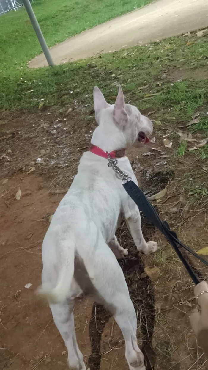Cachorro raça Pit-Bull idade 1 ano nome branca