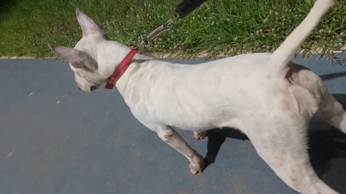 Cachorro raça Pit-Bull idade 1 ano nome branca