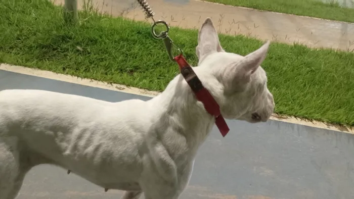 Cachorro raça Pit-Bull idade 1 ano nome branca