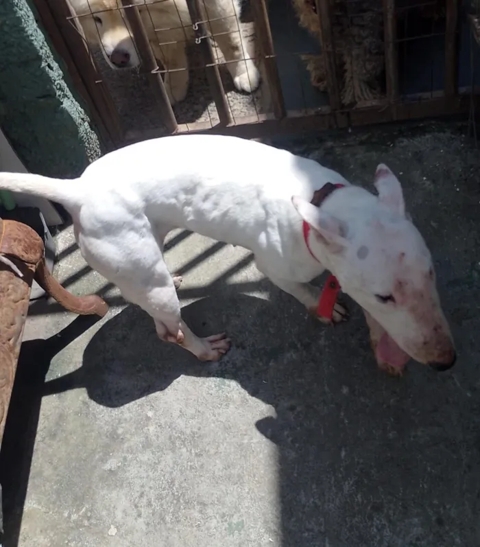 Cachorro raça Pit-Bull idade 1 ano nome branca