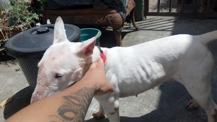 Cachorro raça Pit-Bull idade 1 ano nome branca