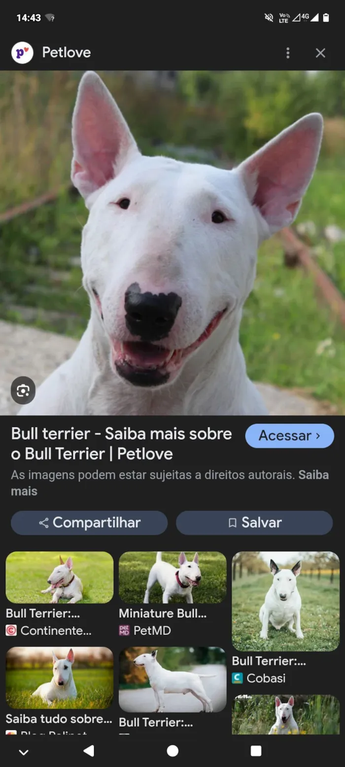 Cachorro raça Pit-Bull idade 1 ano nome branca