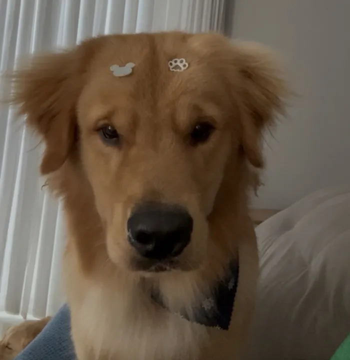 Cachorro raça Labrador idade 1 ano nome Bartholomeu