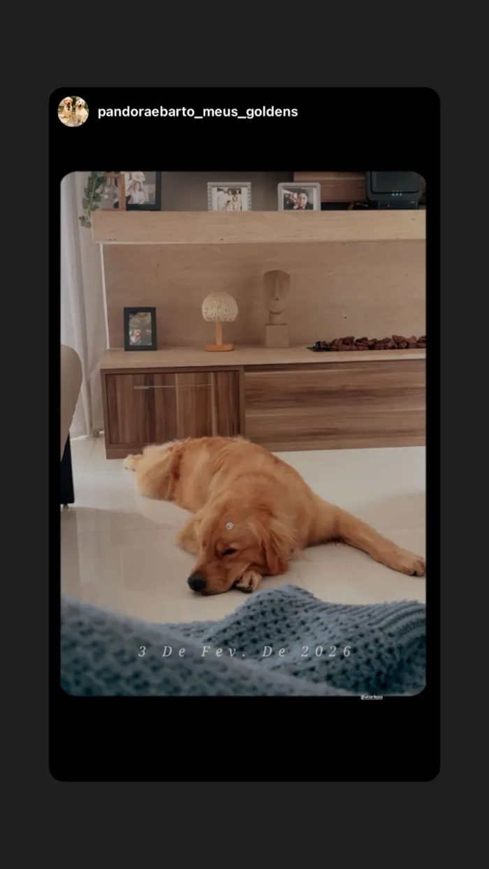 Cachorro raça Labrador idade 1 ano nome Bartholomeu