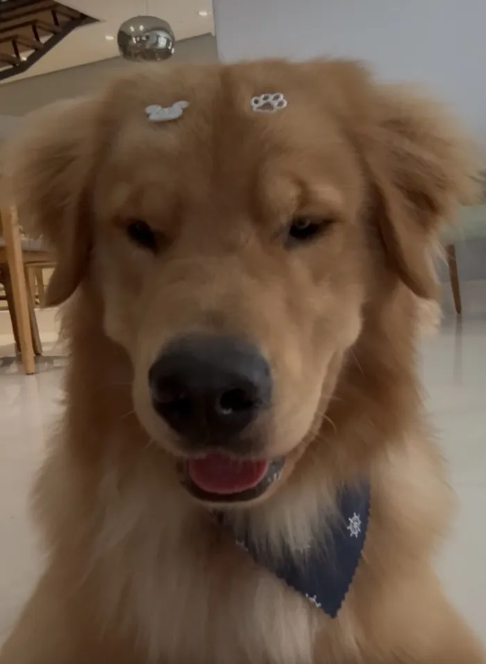 Cachorro raça Labrador idade 1 ano nome Bartholomeu