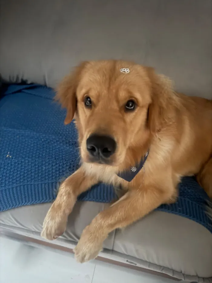Cachorro raça Labrador idade 1 ano nome Bartholomeu