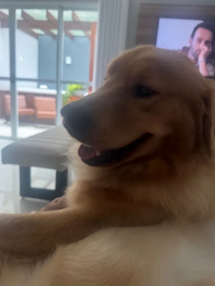 Cachorro raça Labrador idade 1 ano nome Bartholomeu