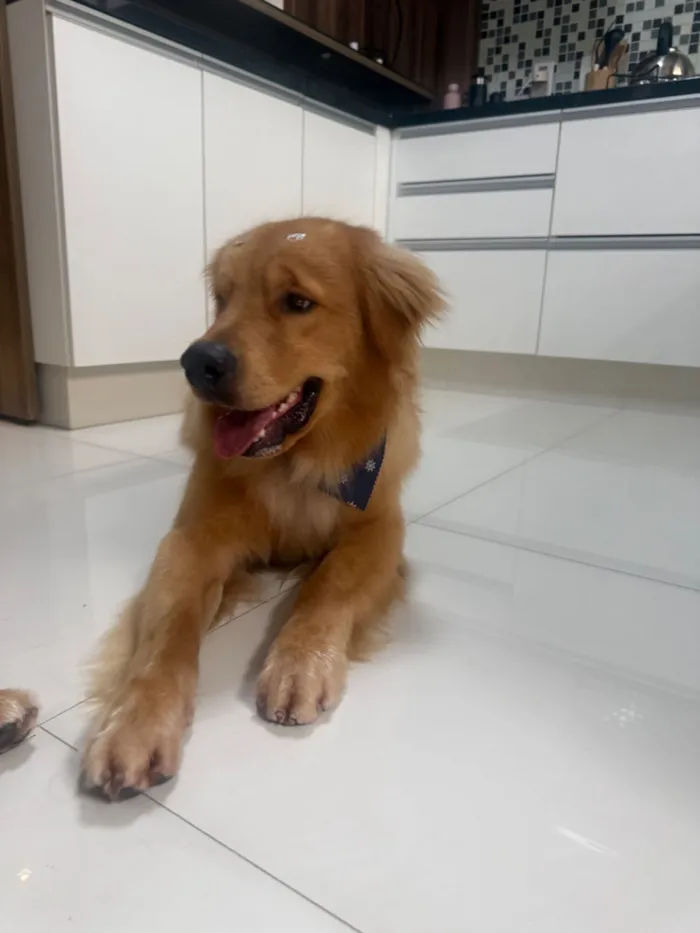 Cachorro raça Labrador idade 1 ano nome Bartholomeu