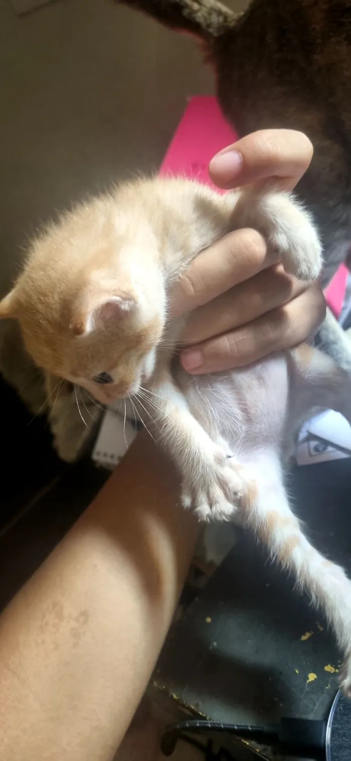 Gato raça SRD-ViraLata idade Abaixo de 2 meses nome Leon