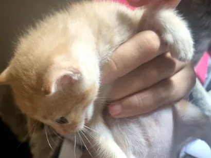 Gato raça SRD-ViraLata idade Abaixo de 2 meses nome Leon