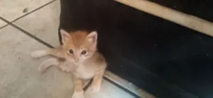 Gato raça SRD-ViraLata idade Abaixo de 2 meses nome Garfield