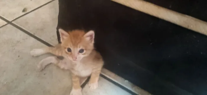 Gato raça SRD-ViraLata idade Abaixo de 2 meses nome Garfield