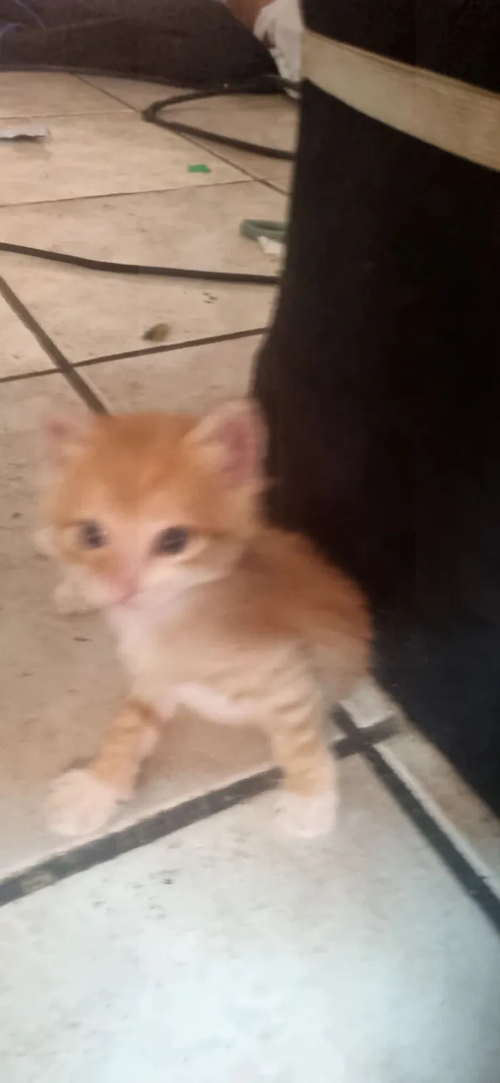 Gato raça SRD-ViraLata idade Abaixo de 2 meses nome Garfield